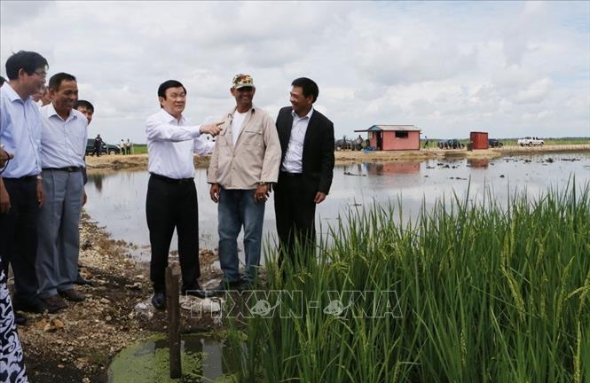 Trong ảnh: Trong chuyến thăm hữu nghị chính thức Cuba, ngày 30/9/2015, Chủ tịch nước Trương Tấn Sang thăm Dự án sản xuất lúa gạo Calimete ở tỉnh Matanzas. Ảnh: Nguyễn Khang – TTXVN

 