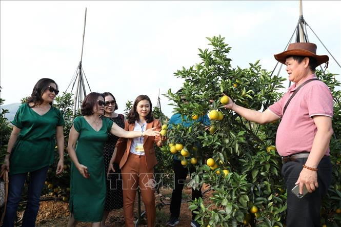 Trong ảnh: Du khách tham quan mô hình cam tại xã Tân Mộc, huyện Lục Ngạn. Ảnh: Minh Quyết - TTXVN