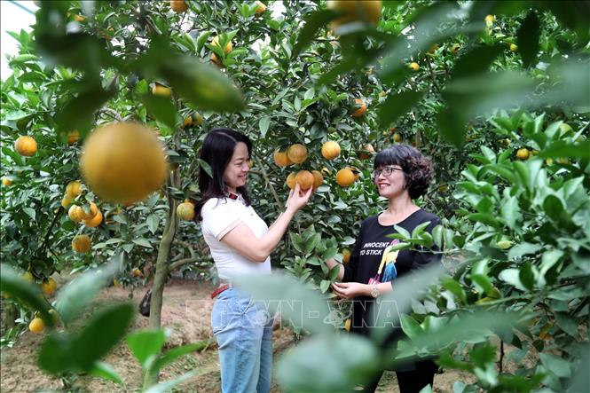 Trong ảnh: Khách du lịch tham quan nhà vườn tại Xã Thanh Hải, huyện Lục Ngạn. Ảnh: Danh Lam – TTXVN