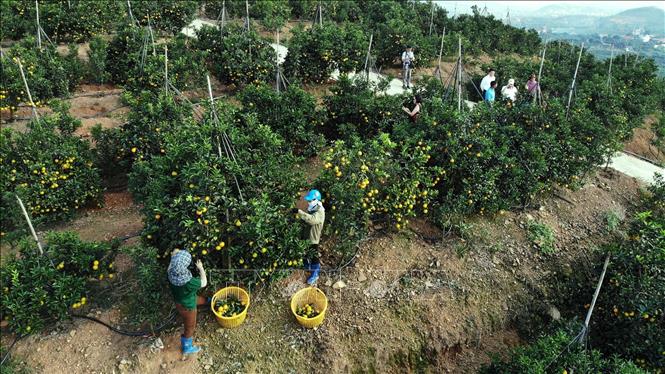 Trong ảnh: Khách du lịch tham quan nhà vườn tại thôn Đồng Quýt, xã Tân Mộc, huyện Lục Ngạn (Bắc Giang). Ảnh: Danh Lam – TTXVN