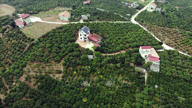 Trong ảnh: Xã Thanh Hải, huyện Lục Ngạn (Bắc Giang) nơi có nhiều nhà vườn đẹp với nhà biệt thự giữa vườn cam có thể làm homestay. Ảnh: Danh Lam – TTXVN