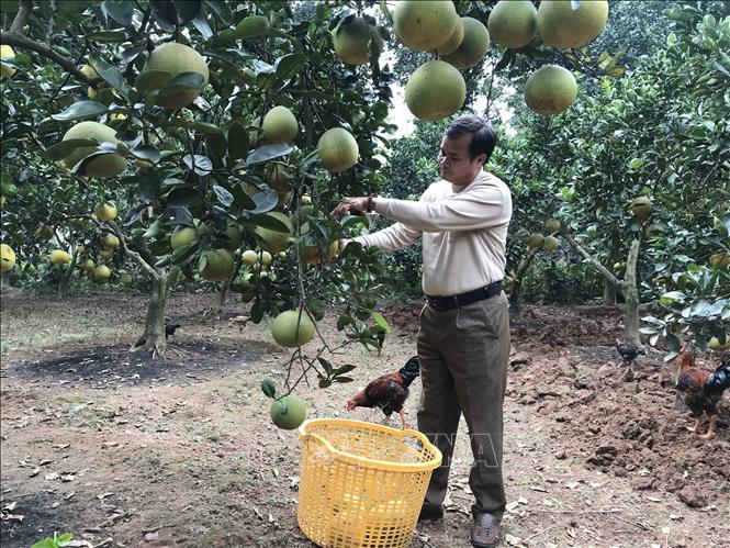 Với 160 gốc bưởi Diễn, mỗi năm, sau khi trừ chi phí, gia đình ông Phùng Văn Tân, thôn Yên Định, xã Phú Đa, huyện Vĩnh Tường) thu lãi trên 200 triệu đồng. Ảnh: Nguyễn Thảo –TTXVN