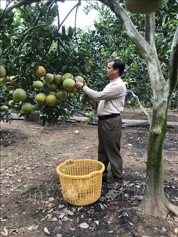 Vườn bưởi Diễn trĩu quả của gia đình ông Phùng Văn Tân, thôn Yên Định, xã Phú Đa, huyện Vĩnh Tường, tỉnh Vĩnh Phúc. Ảnh: Nguyễn Thảo –TTXVN