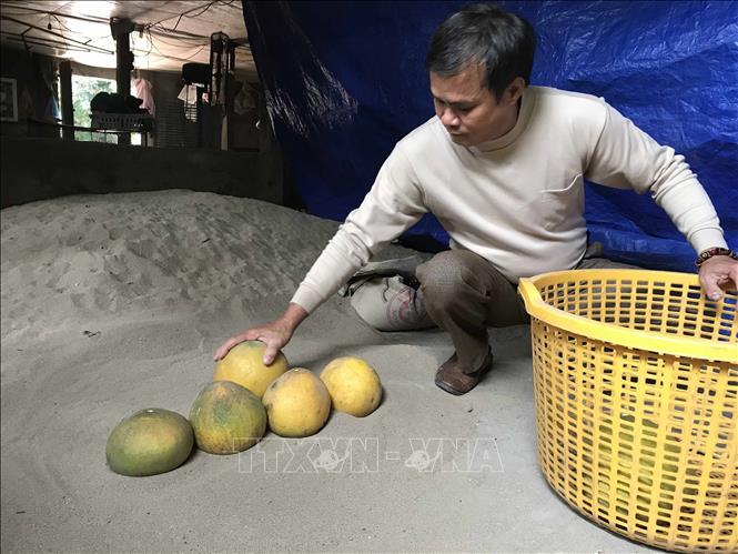 Ông Phùng Văn Tân, thôn Yên Định, xã Phú Đa sơ chế, bảo quản bười bằng cát. Ảnh: Nguyễn Thảo –TTXVN