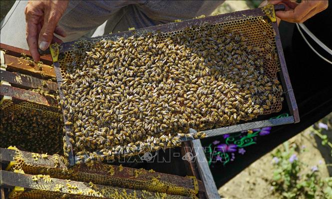 Trong ảnh: Hợp tác xã ong mật Điện Biên hiện có 1.600 đàn ong. Ảnh: Xuân Tư – TTXVN
