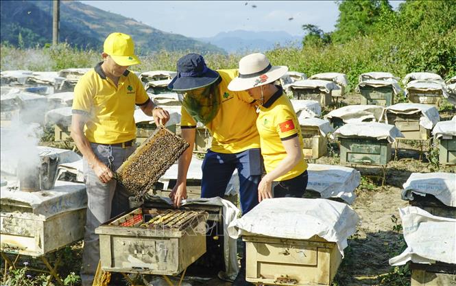 Trong ảnh: Thành viên Hợp tác xã ong mật Điện Biên kiểm tra các đàn ong. Ảnh: Xuân Tư – TTXVN