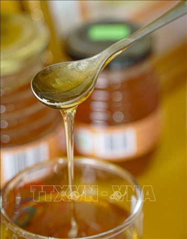 Trong ảnh: Mật ong Hoa Ban đặc quánh và có màu nâu đậm. Ảnh: Xuân Tư – TTXVN