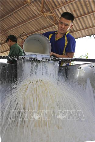 Trong ảnh: Công nhân Công ty Cao su Quảng Trị  thu hoạch mủ cao su. Ảnh: Hồ Cầu-TTXVN
