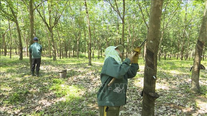 Trong ảnh: Công nhân Công ty Cao su Quảng Trị  thu hoạch mủ cao su. Ảnh: Hồ Cầu-TTXVN