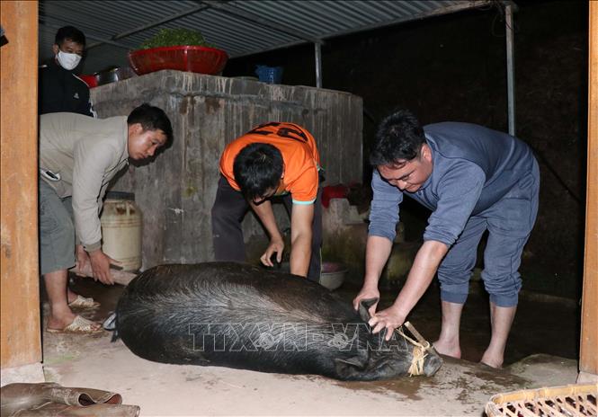 Photo: The size of the pig illustrates how prosperous the families are and how big their bumper crops were in the previous year. VNA Photo: Xuân Tiến