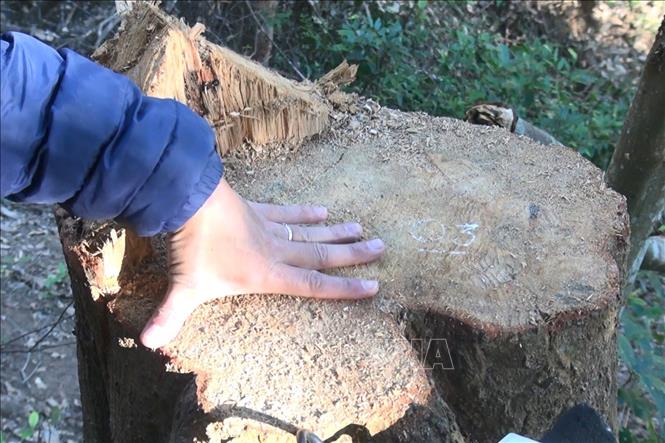 Trong ảnh: Vết cắt một thân cây có đường kính khoảng 50cm. Ảnh: Ảnh: Hải An - Xuân Tiến /TTXVN.
