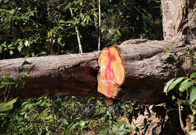 Trong ảnh: Vết cưa máy sắc lẹm tại một thân cây to trong rừng đặc dụng, địa bàn thuộc bản Bua, xã Mường Phăng (thành phố Điện Biên Phủ, tỉnh Điện Biên). Ảnh: Hải An - Xuân Tiến /TTXVN.
