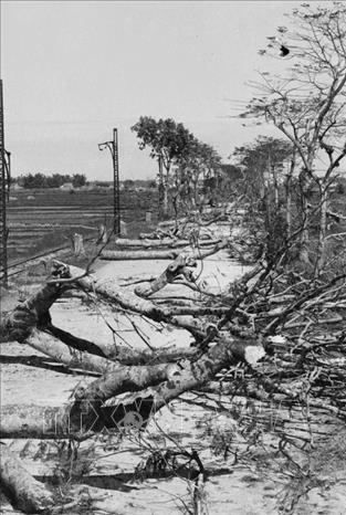 Trong ảnh: Người dân ngả cây trên đường Hà Nội - Hà Đông để ngăn bước tiến của giặc. Ảnh: Tư liệu TTXVN