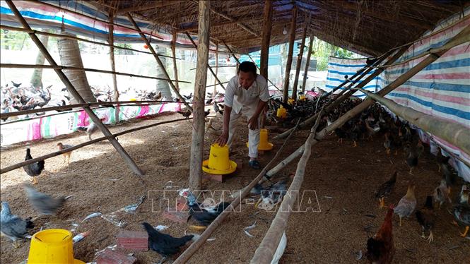 Cựu chiến binh Nguyễn Văn Nang, xã Tân Xuân, huyện Ba Tri thoát nghèo nhờ nguồn vốn hỗ trợ từ quỹ nghĩa tình đồng đội của Hội Cựu chiến binh xã. Ảnh: Trần Thị Thu Hiền - TTXVN
