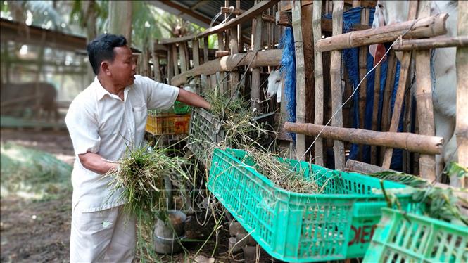 Nhờ nguồn vốn hỗ trợ của Hội Cựu chiến binh xã, cựu chiến binh Nguyễn Văn Nang, xã Tân Xuân, huyện Ba Tri đã phát triển sinh kế chăn nuôi dê, bò, gà để thoát nghèo. Ảnh: Trần Thị Thu Hiền - TTXVN
