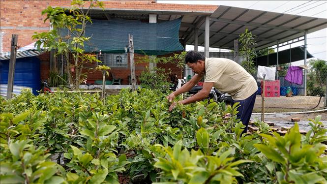Cựu chiến binh Ngô Văn Đáng, xã Tân Thiềng, huyện Chợ Lách đang phát triển sinh kế bằng nghề trồng cây giống sau khi thoát nghèo nhờ hỗ trợ từ quỹ tương trợ đồng đội của Hội Cựu chiến binh xã. Ảnh: Trần Thị Thu Hiền - TTXVN
