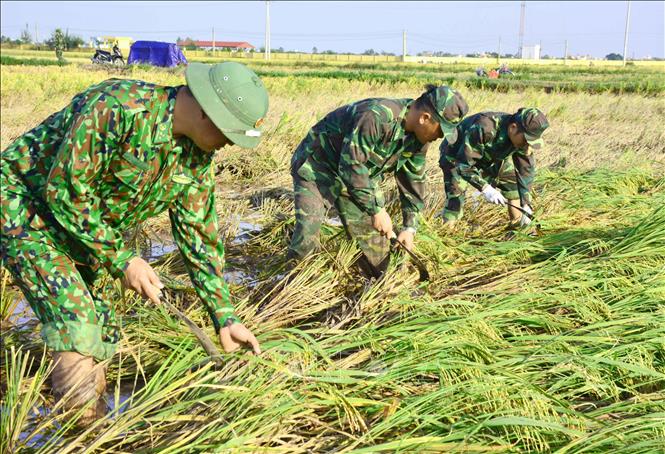 Trong ảnh: Bộ đội Biên phòng Nam Định giúp người dân thu hoạch lúa sau bão số 7. Ảnh: Công Luật - TTXVN