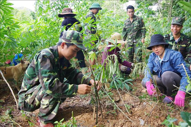 Trong ảnh: Cán bộ, chiến sỹ Đồn Biên phòng Hướng Lập (Quảng Trị) hướng dẫn nhân dân trồng cây bời lời, nhằm giúp nâng cao đời sống, tiến tới xóa đói, giảm nghèo... Nhờ vậy, góp phần củng cố mối đoàn kết quân - dân; tăng cường thế trận biên phòng toàn dân, tạo sức mạnh bảo vệ vững chắc chủ quyền lãnh thổ, an ninh biên giới quốc gia. Ảnh: Hồ Cầu-TTXVN
