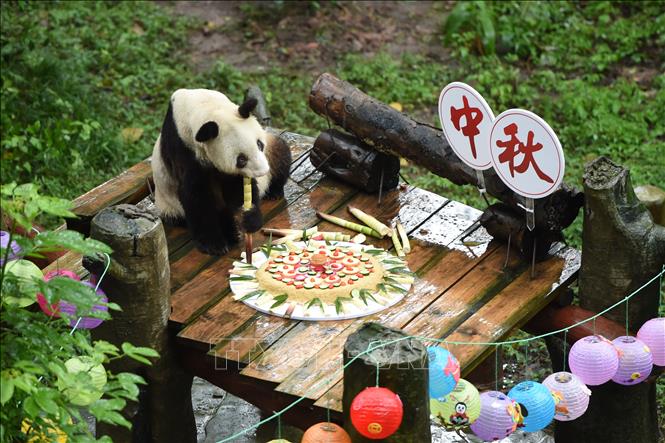 Trong ảnh (tư liệu): Gấu trúc Xinxing thưởng thức chiếc bánh trung thu đặc biệt tại vườn thú ở Trùng Khánh, tây nam Trung Quốc, ngày 24/9/2018. Ảnh: THX/ TTXVN