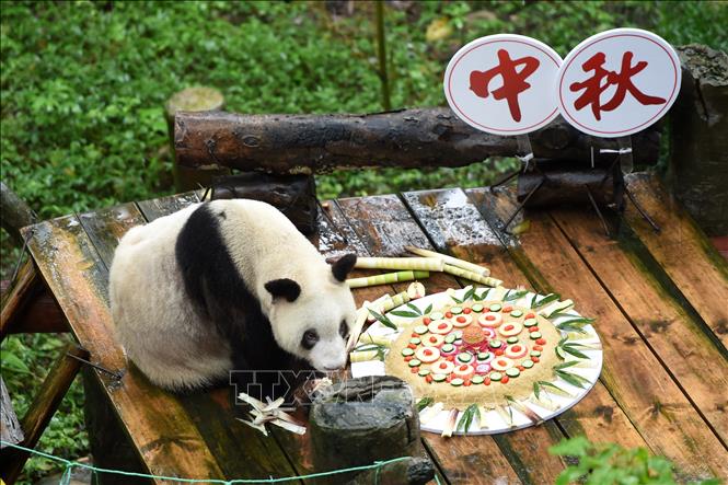 Trong ảnh (tư liệu): Gấu trúc Xinxing thưởng thức chiếc bánh trung thu đặc biệt tại vườn thú ở Trùng Khánh, tây nam Trung Quốc, ngày 24/9/2018. Ảnh: THX/ TTXVN