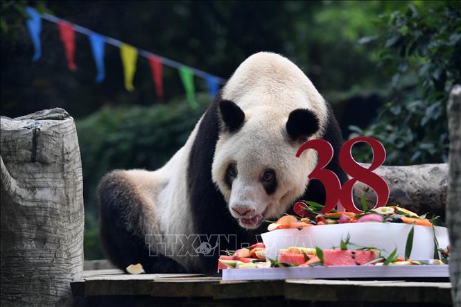 Trong ảnh (tư liệu): Gấu trúc Xinxing mừng sinh nhật lần thứ 38 tại vườn thú ở Trùng Khánh, tây nam Trung Quốc, ngày 16/8/2020. Ảnh: THX/ TTXVN