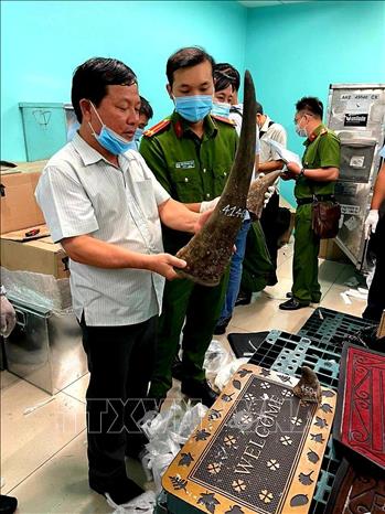Trong ảnh: Mẫu vật nghi là sừng tê giác bị phát hiện tại kho SCSC. Ảnh: TTXVN phát
