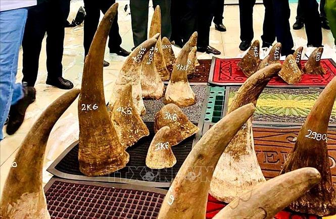 Trong ảnh: Mẫu vật nghi là sừng tê giác bị phát hiện tại kho SCSC. Ảnh: TTXVN phát