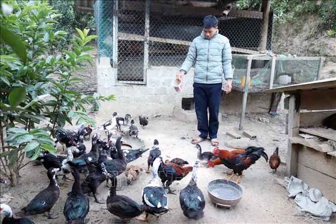 Trong ảnh: Để có thêm thu nhập cho gia đình, anh Thơm còn nuôi hàng trăm con gia cầm, hàng chục con gia súc, qua đó cũng giúp anh thu lãi hàng chục triệu đồng mỗi năm. Ảnh: Quang Quyết-TTXVN