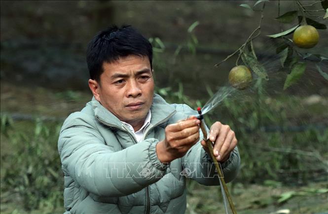 Trong ảnh: Anh Lò Văn Thơm lắp đặt hệ thống tưới tự động để giảm thiểu công chăm sóc cây cam. Ảnh: Quang Quyết-TTXVN