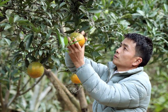 Trong ảnh: Anh Lò Văn Thơm thu hoạch cam Nà Mòn tại gia đình. Ảnh: Quang Quyết-TTXVN