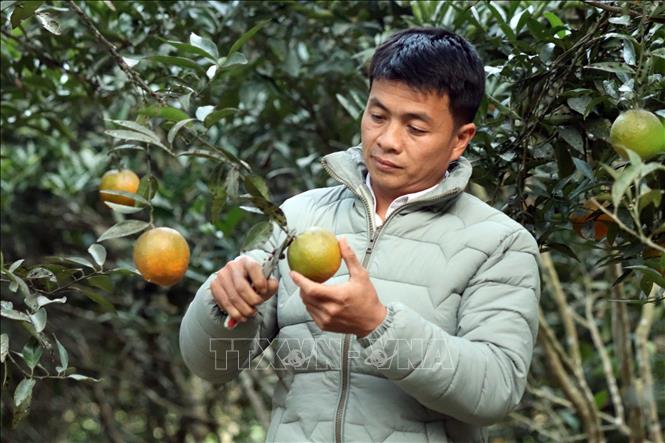 Trong ảnh: Anh Lò Văn Thơm thu hoạch cam Nà Mòn tại gia đình. Ảnh: Quang Quyết-TTXVN