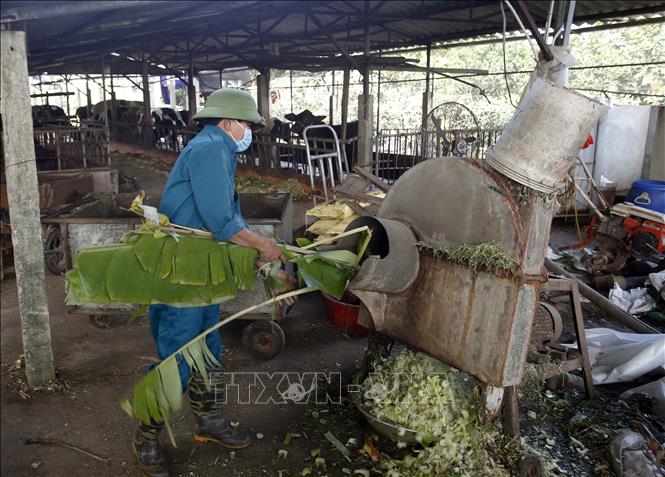Trong ảnh: Nguồn cỏ tự nhiên và thức ăn thô xanh phong phú, lại sẵn có các loại phụ phẩm nông nghiệp là những lợi thế rất lớn của người chăn nuôi đại gia súc. Ảnh: Phạm Kiên - TTXVN