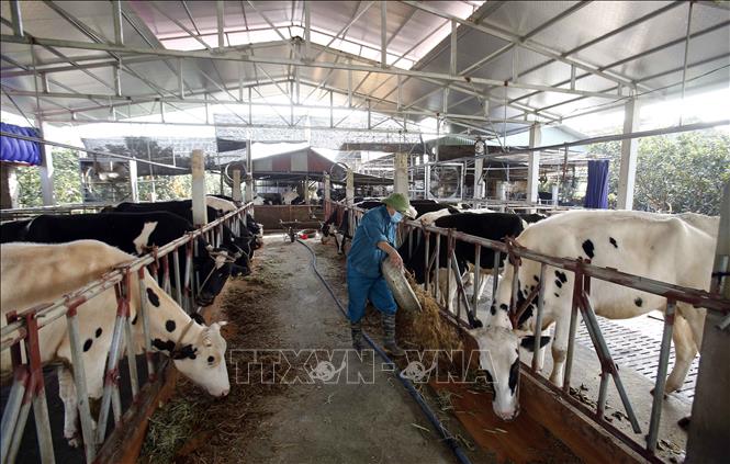 Trong ảnh: Chăm sóc cho đàn bò sữa ăn tại trang trại gia đình anh Lê Văn Nam (xã Thọ Vinh, huyện Kim Động, Hưng Yên). Ảnh: Phạm Kiên - TTXVN
