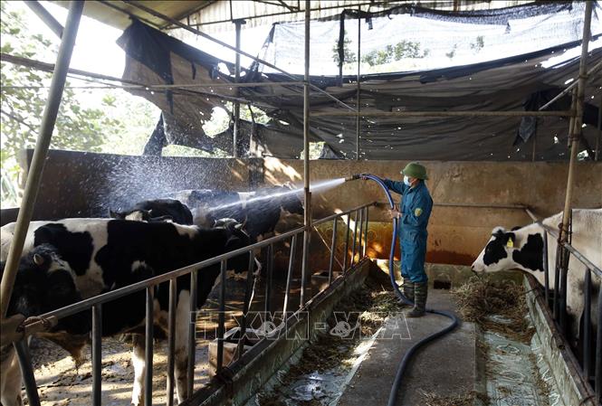 Trong ảnh: Chăm sóc đàn bò sữa tại trang trại gia đình anh Lê Văn Nam (xã Thọ Vinh, huyện Kim Động, Hưng Yên). Ảnh: Phạm Kiên - TTXVN