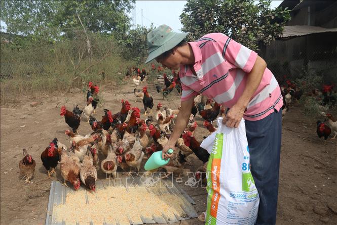Trong ảnh: Anh Lý Trung Vân chăm sóc đàn gà ri sạch. Ảnh: Hoàng Nhị - TTXVN