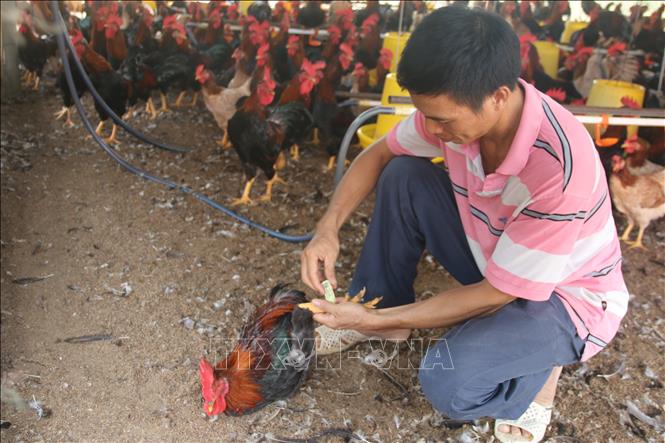 Trong ảnh: Anh Vân gắn thẻ truy xuất nguồn gốc cho gà ri sạch. Ảnh: Hoàng Nhị - TTXVN
