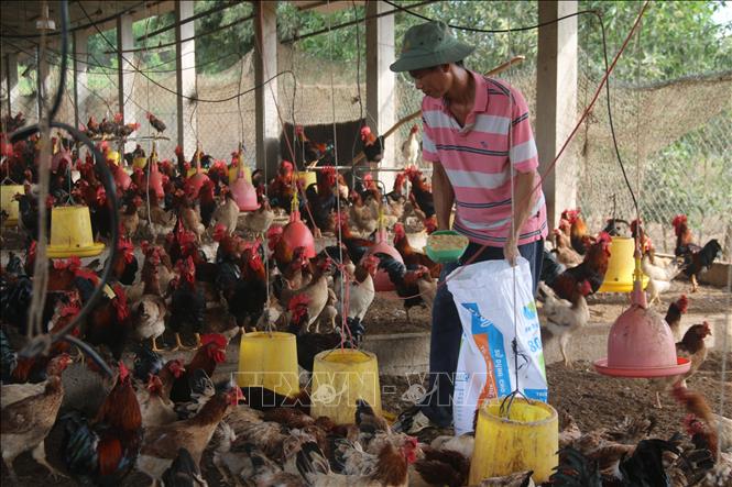 Trong ảnh: Anh Vân chăm sóc đàn gà ri sạch. Ảnh: Hoàng Nhị - TTXVN