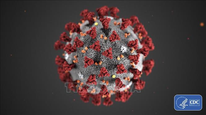 Trong ảnh: Hình ảnh minh họa virus SARS-CoV-2 gây bệnh viêm đường hô hấp cấp COVID-19. Ảnh: AFP/TTXVN