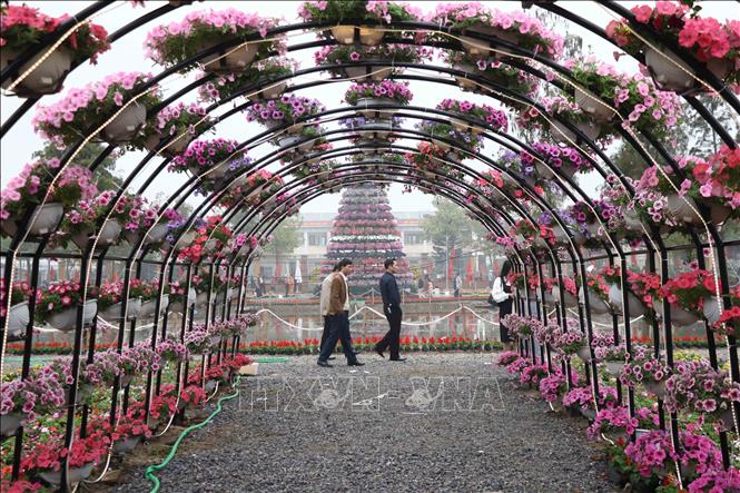 Trong ảnh: Tổng thu nhập từ trồng hoa cây cảnh mỗi năm của huyện Văn Giang đạt gần 800 tỷ đồng. Ảnh: Đinh Tuấn - TTXVN