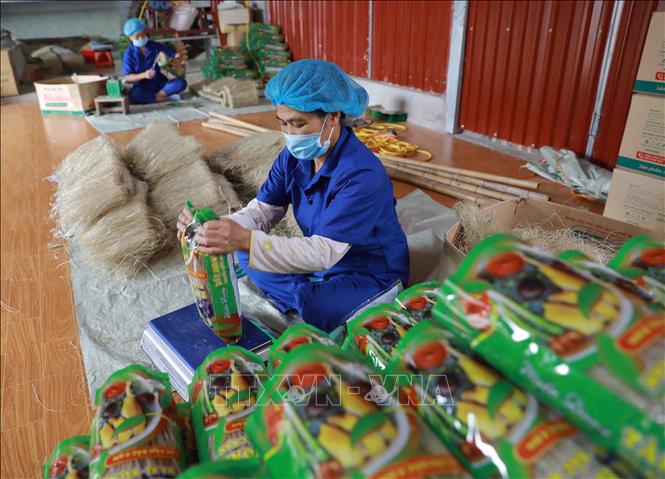 Trong ảnh: Đóng gói sản phẩm miến dong tại xưởng sản xuất của HTX Tài Hoan. Ảnh: Vũ Sinh - TTXVN