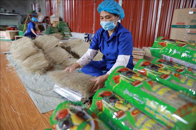 Trong ảnh: Đóng gói sản phẩm miến dong tại xưởng sản xuất của HTX Tài Hoan. Ảnh: Vũ Sinh - TTXVN