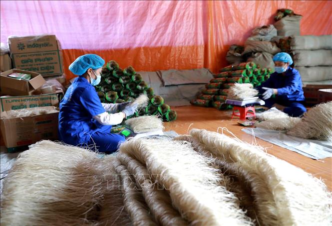 Trong ảnh: Đóng gói sản phẩm miến dong tại xưởng sản xuất của HTX Tài Hoan. Ảnh: Vũ Sinh - TTXVN