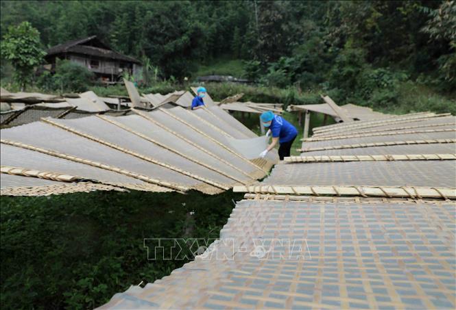 Trong ảnh: Sản phẩm miến dong được phơi tự nhiên ở ngoài trời trước khi đưa vào phơi khô trong nhà màng. Ảnh: Vũ Sinh - TTXVN