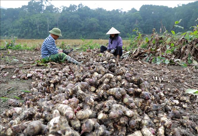 Trong ảnh: Một hộ nông dân liên kết với HTX Tài Hoan thu hoạch củ dong riềng. Ảnh: Vũ Sinh - TTXVN
