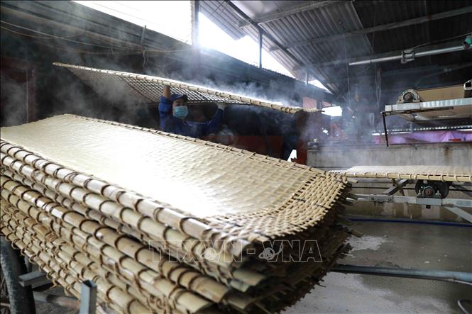 Trong ảnh: Sản phẩm miến dong được sản xuất bằng máy cho chất lượng đồng đều hơn so với làm thủ công. Ảnh: Vũ Sinh - TTXVN