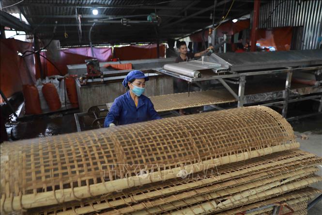 Trong ảnh: Sản phẩm miến dong được sản xuất bằng máy cho chất lượng đồng đều hơn so với làm thủ công. Ảnh: Vũ Sinh - TTXVN