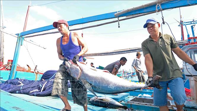 Trong ảnh: Ngư dân Khánh Hòa khai thác cá ngừ đại dương - xuất khẩu cá ngừ sang EU tăng trưởng ấn tượng sau khi hiệp định EVFTA có hiệu lực. Ảnh: TTXVN