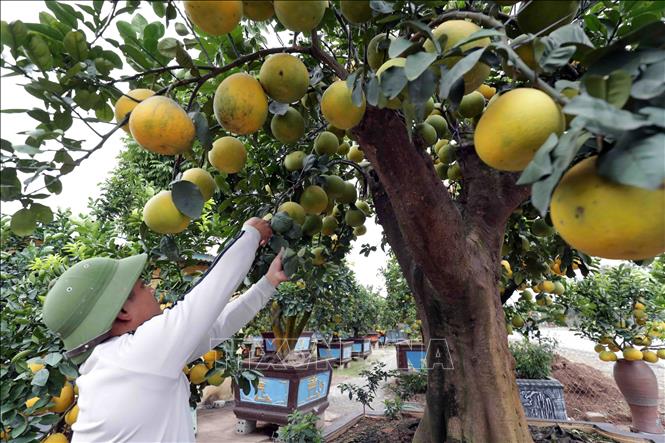 Trong ảnh: Chăm sóc bưởi cảnh chuẩn bị bán ra thị trường phục vụ Tết Nguyên đán 2021. Ảnh: Phạm Kiên - TTXVN