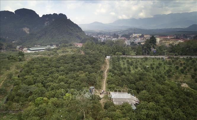 Trong ảnh: Những vườn cam mang thương hiệu Cam Cao Phong mang đến cho người dân nơi đây cơ hội phát triển kinh tế hiệu quả cao. Ảnh: Trọng Đạt - TTXVN