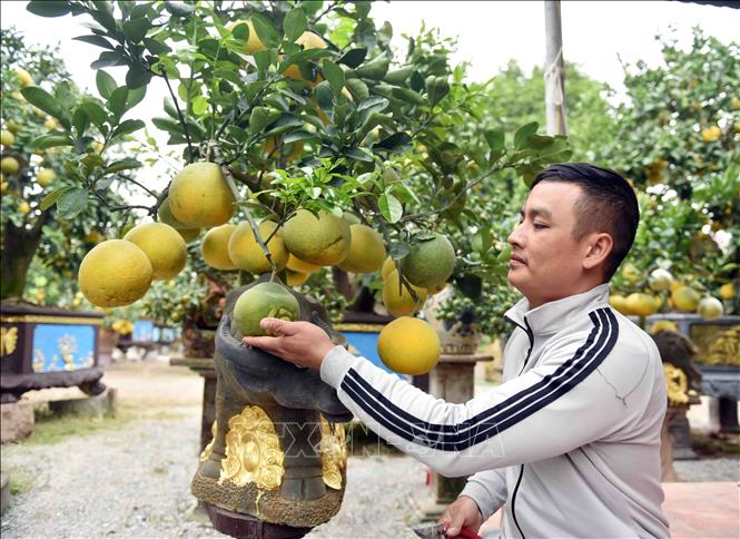 Trong ảnh: Mặc dù độc đáo nhưng mỗi cây 